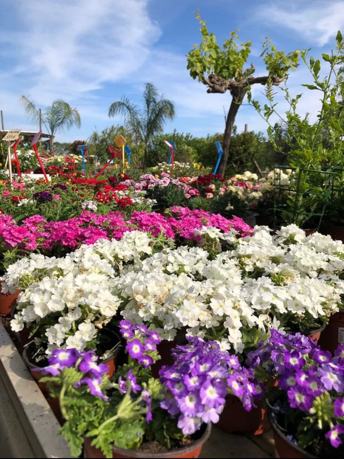 Jardinerie Fleuriland — Agde — Cap d'Agde Méditerranée