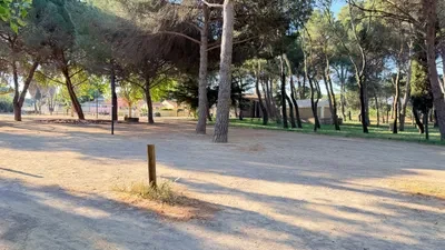 Pinède de Notre-Dame, avec ses platanes Grau d’agde