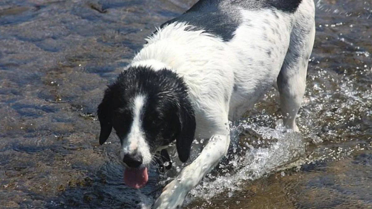 Hérault - Canicule : La Préfecture appellent à redoubler de vigilance pour protéger les animaux #herault