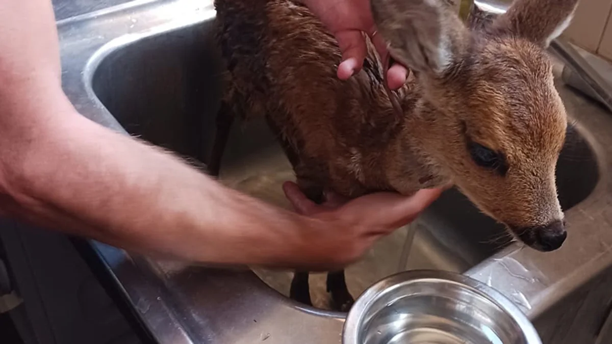 Agde - Une intervention conjointe pour protéger des animaux victimes de maltraitance présumée à La Tamarissière #agde