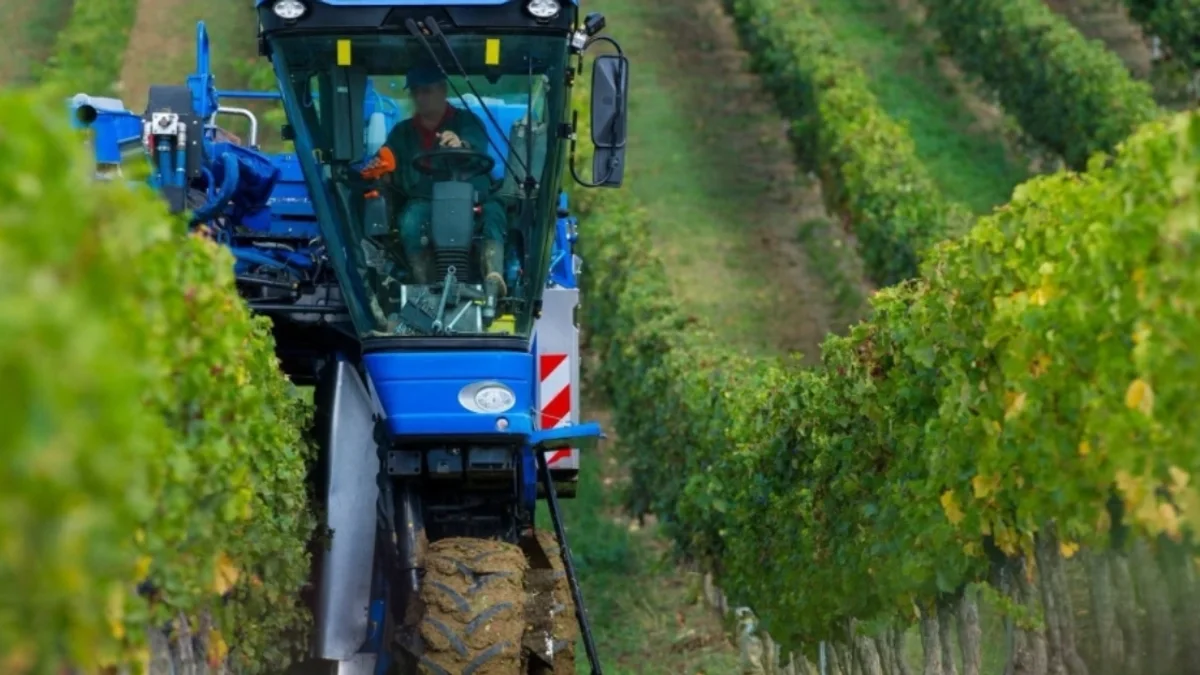 Bessan - Les vendanges précoces ont débuté à la cave coopérative du Rosé de Bessan #bessan
