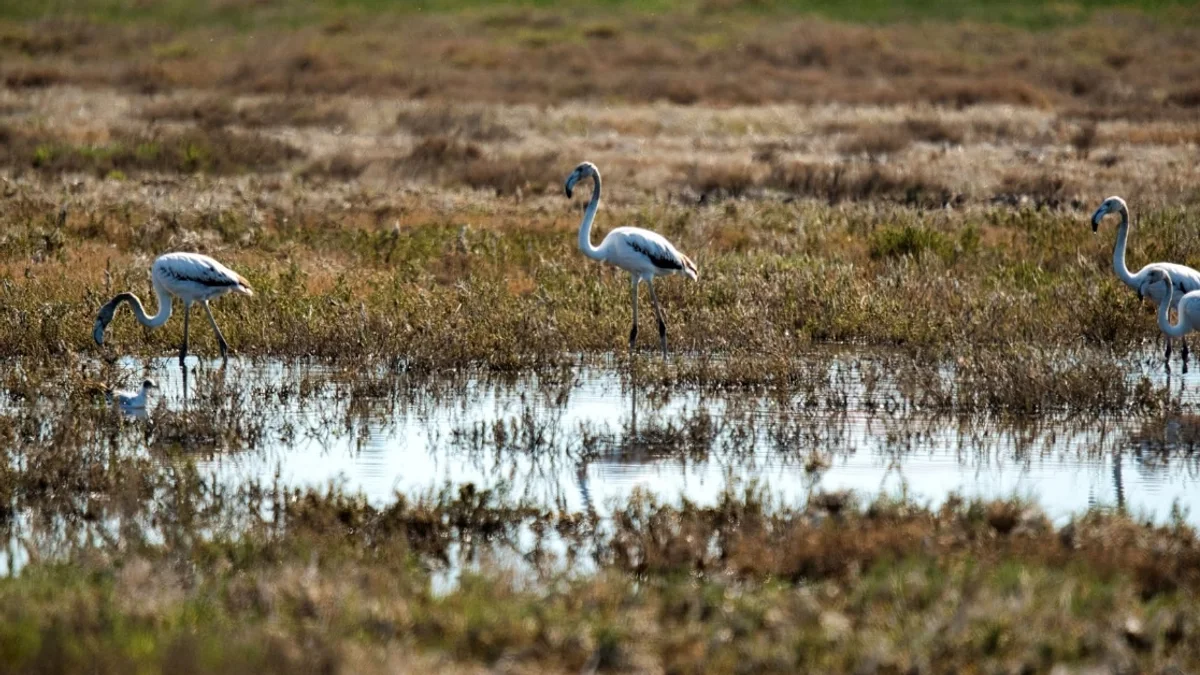 Agde - Au Bagnas, six semaines de baguage pour suivre les oiseaux migrateurs #agde
